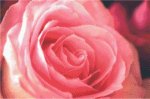 (image for) The Pink Rose